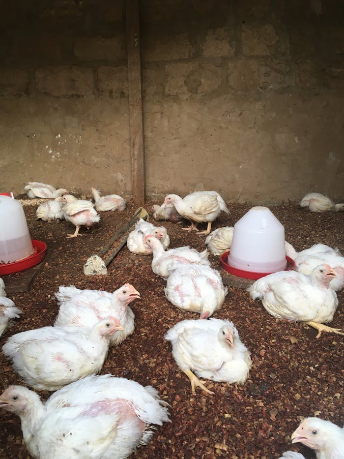 our-story A group of chickens resting in a farm coop in Spain.