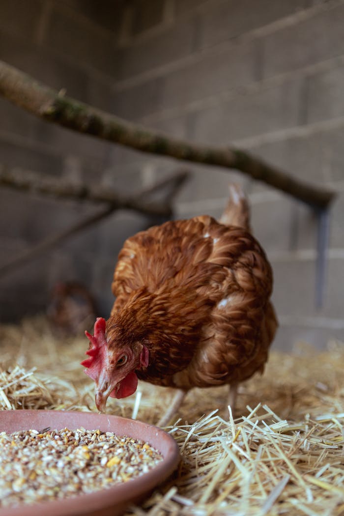 A barnyard hen pecking at grains on straw, highlighting rural farming life.