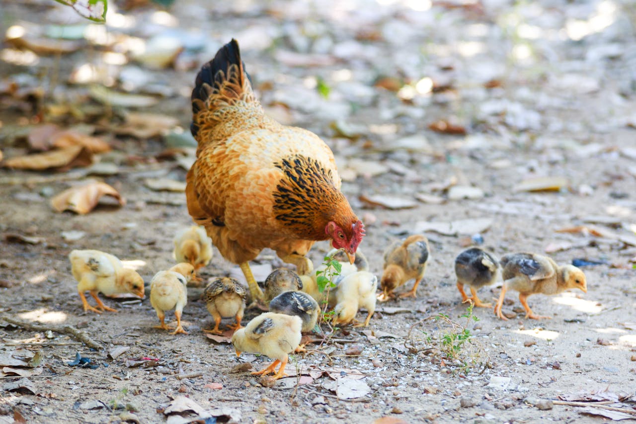 get-in-touch Mother hen and her chicks feeding on a farm ground, showcasing natural behavior.