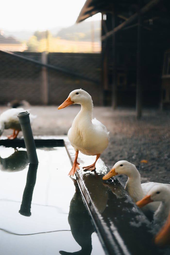 White ducks on a farm standing by a water trough, captured in a rustic and natural setting.