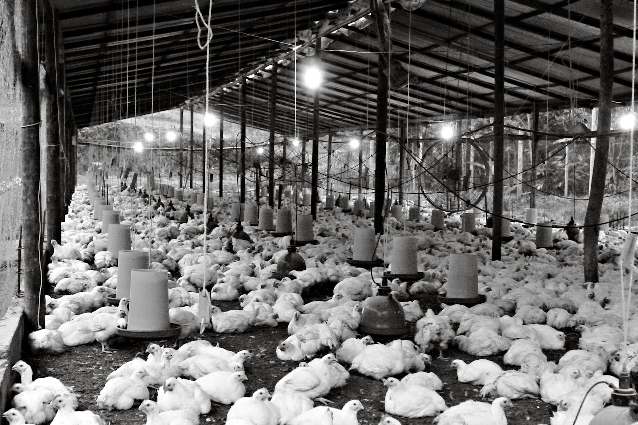 about-bg Black and white image of a large indoor poultry farm in Ecuador, showcasing numerous chickens under a shelter.