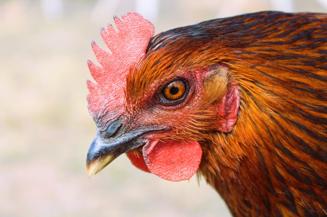 who-we-are Detailed close-up of a rooster with vibrant feathers and striking golden eye outdoors.